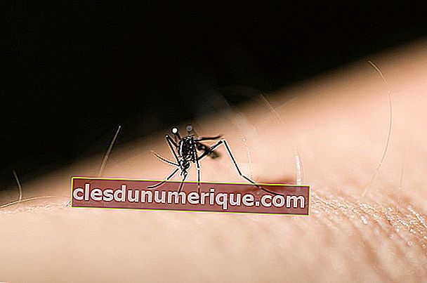 les moustiques sucent le sang humain