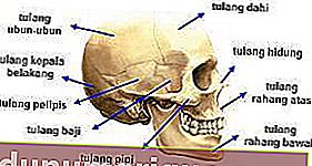 cráneo