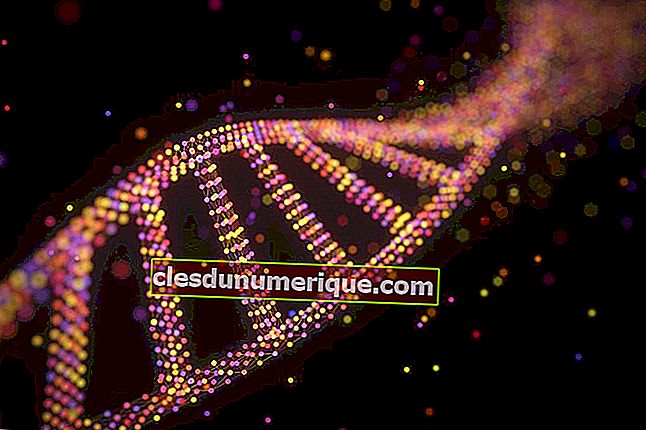 Entonces, parte de la materia genética, ¿qué son los genes y los cromosomas?