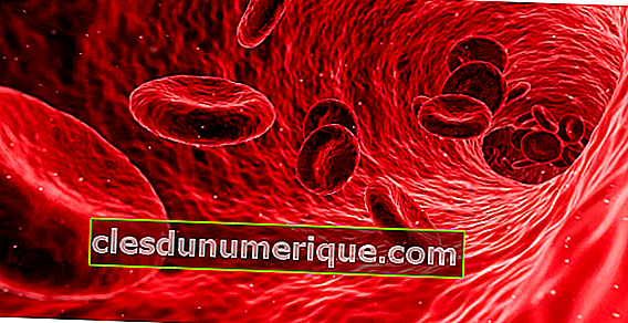 Qual é a função do sangue para o corpo humano?
