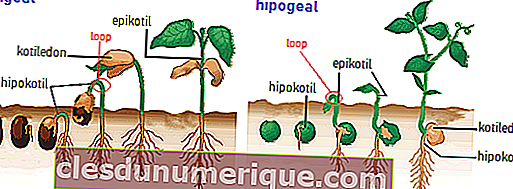 epigeal e hipogea