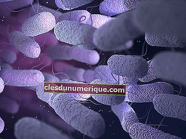 Reproduction chez les bactéries, comment se déroule le processus?