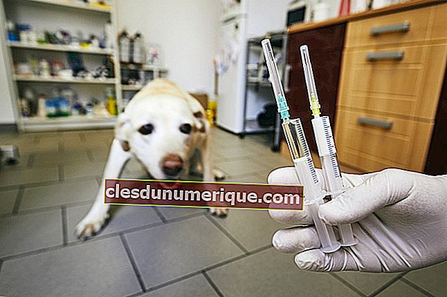 Enfermedades animales causadas por virus